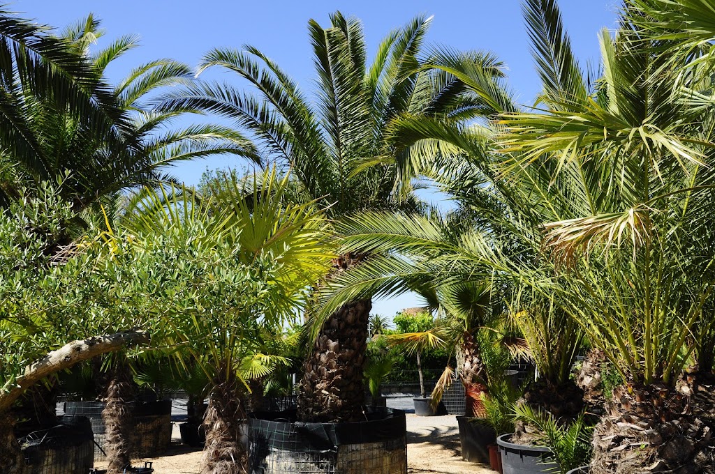 Can Montes - Centre De Jardineria Palafrugell S L