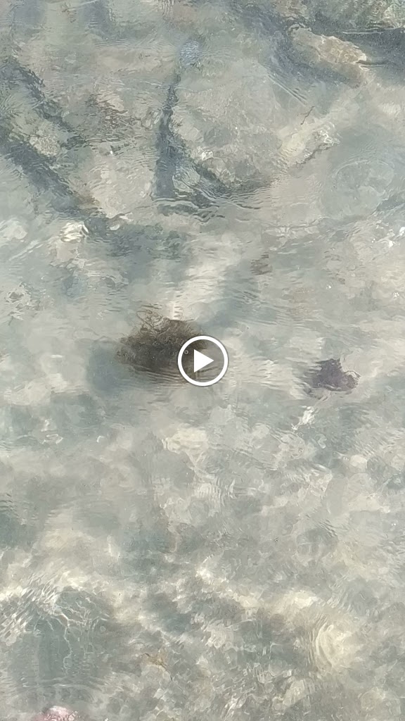 La Planta Baja — Videos