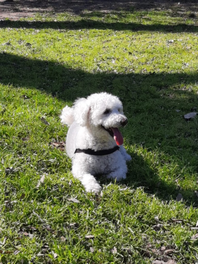 Perro