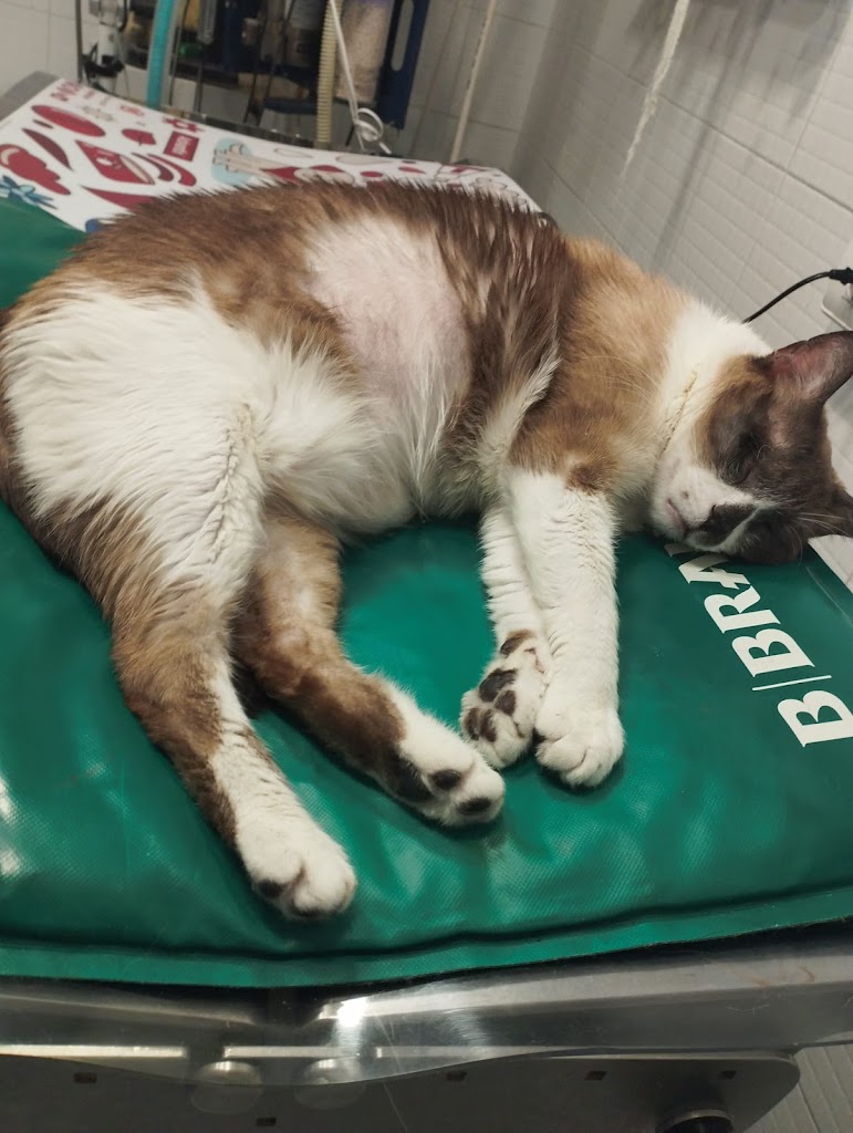 Clinica Veterinaria Garay