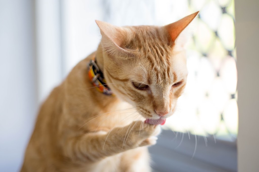 Guadalpet | Clinica Veterinaria — Gato
