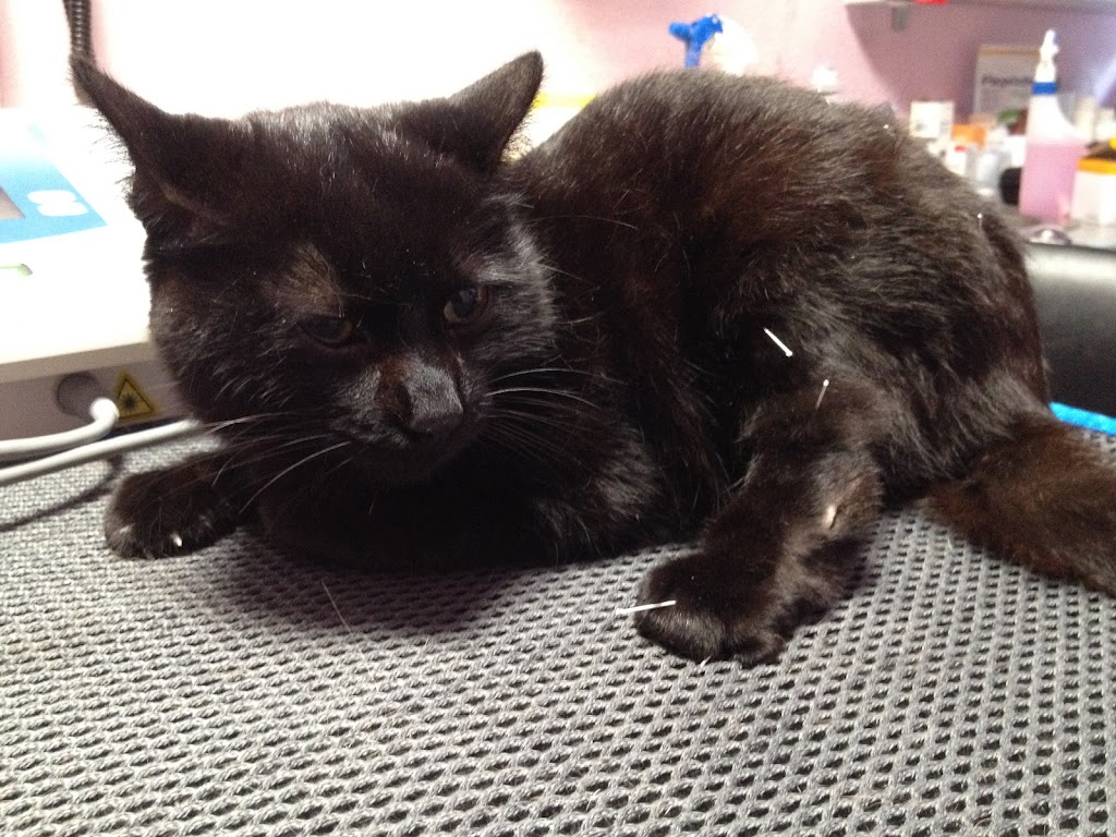 Clinica Veterinaria Del Val — Gato