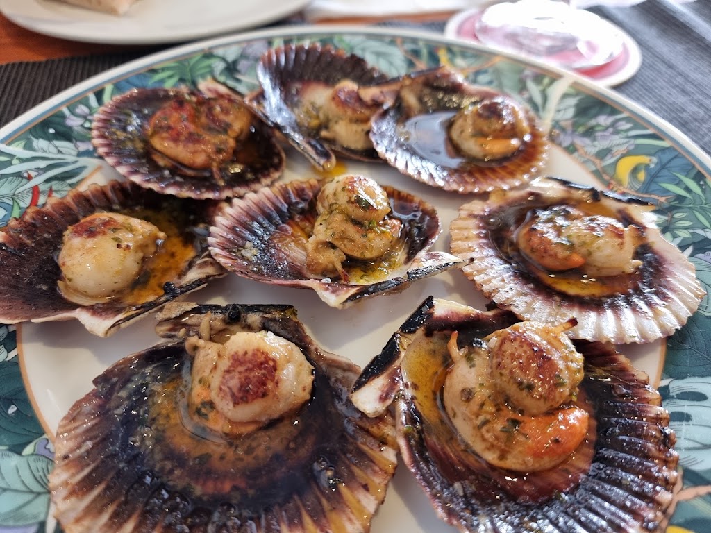 Taberna Medellin — Pectinidae