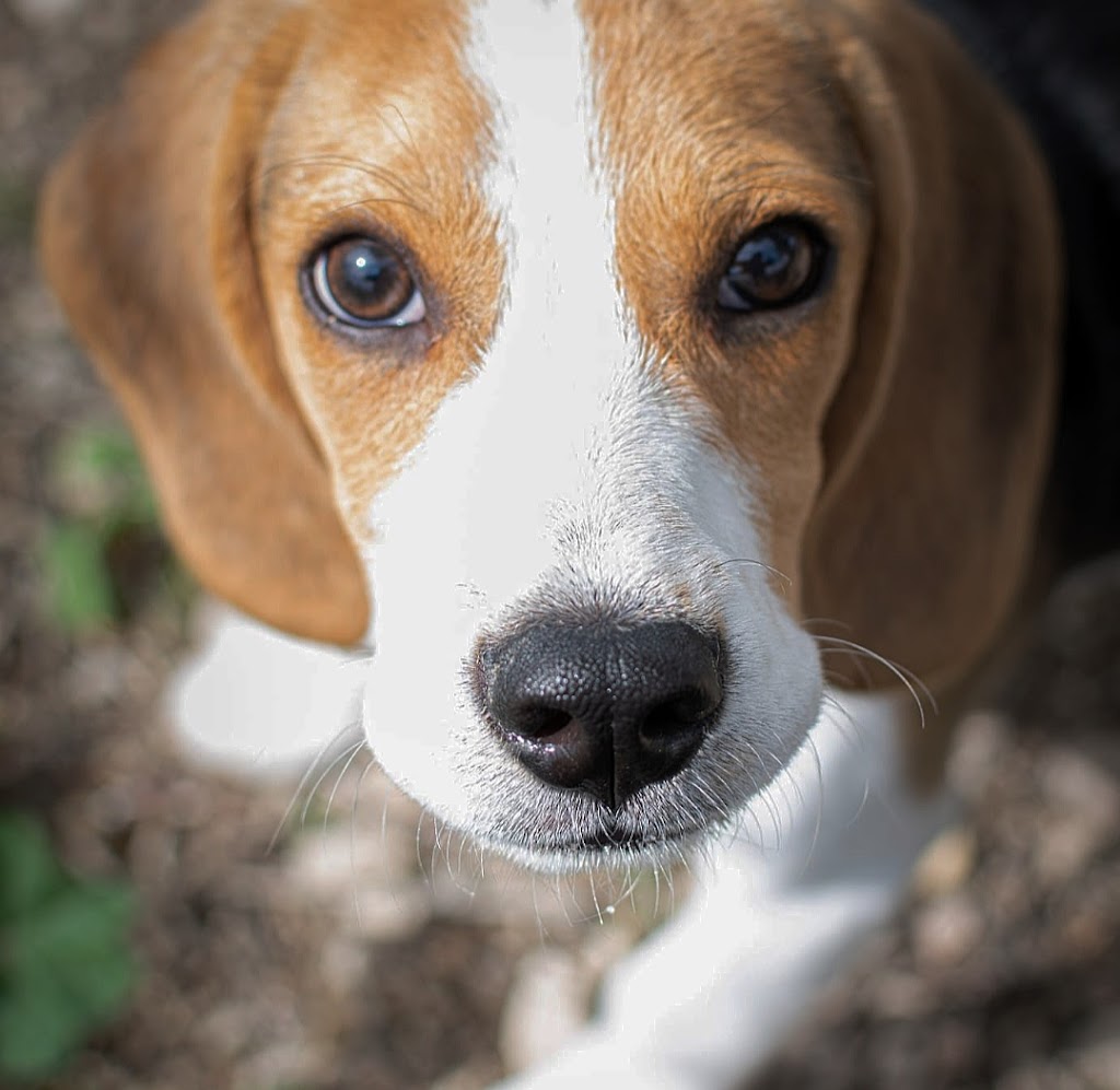 Argos Orihuela Centro Canino