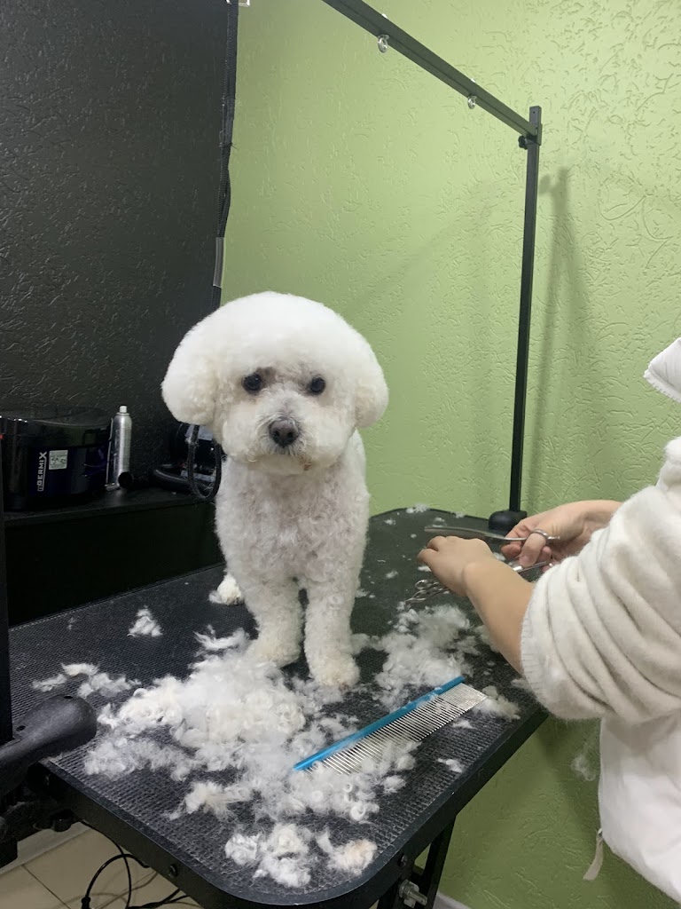 King Pet Spa