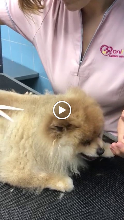 Videos