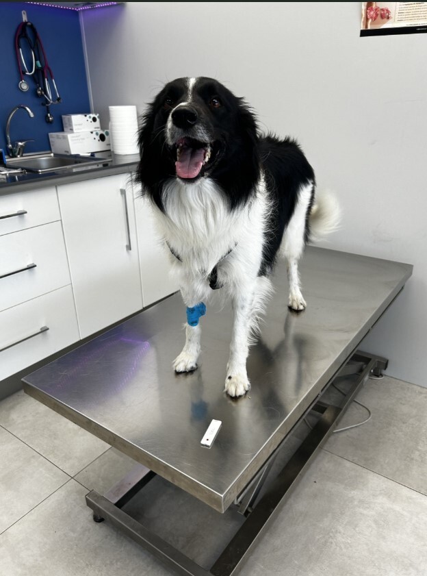 Clinica veterinaria plaza de Italia — Perro