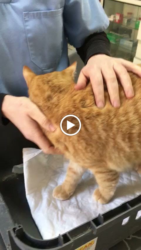 Clinica Veterinaria Las Camelias — Del propietario