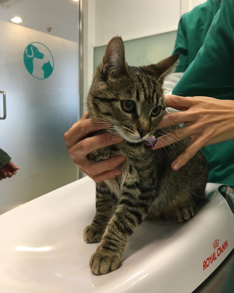Vets Clinica Veterinaria — Gato