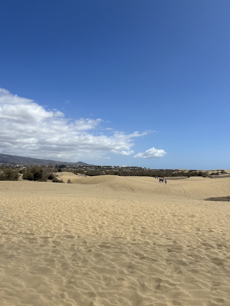 Dromedarios De Dunas De Maspalomas