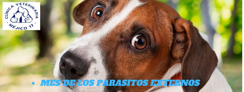 Clinica Veterinaria Mejico 17 — Del propietario
