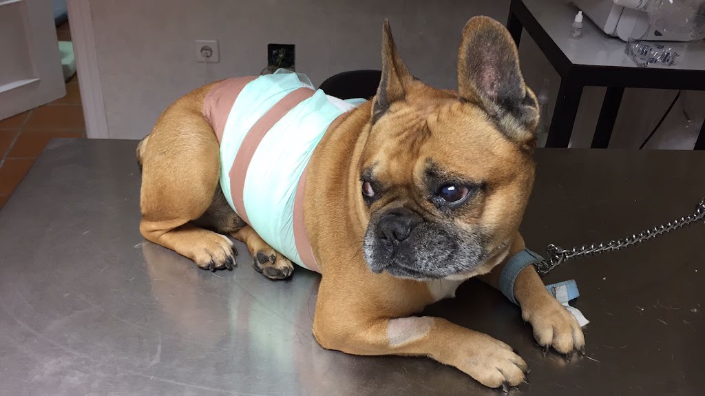 Clinica Veterinaria Jungle Vets — Perro