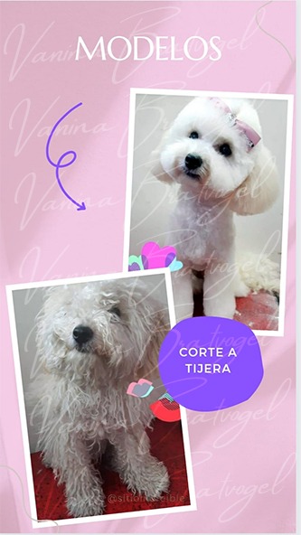 Perro