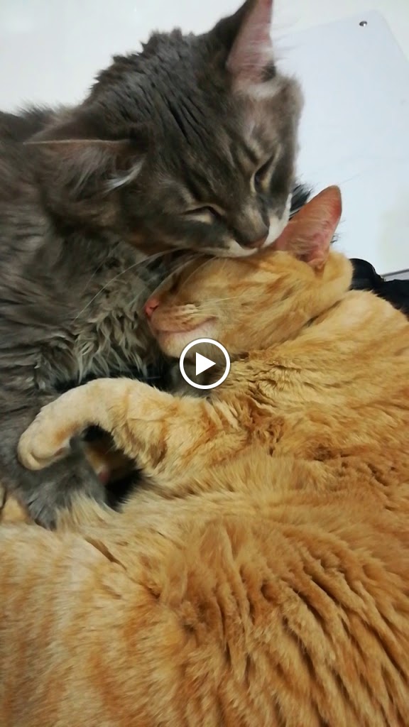 Clinica Veterinaria A Quatre Potes — Gato