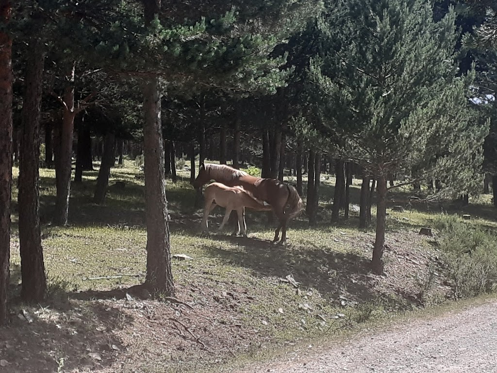 Arroyo Gargantilla