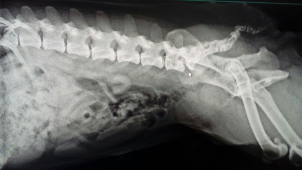 Clinica Veterinaria El Toro. — Del propietario