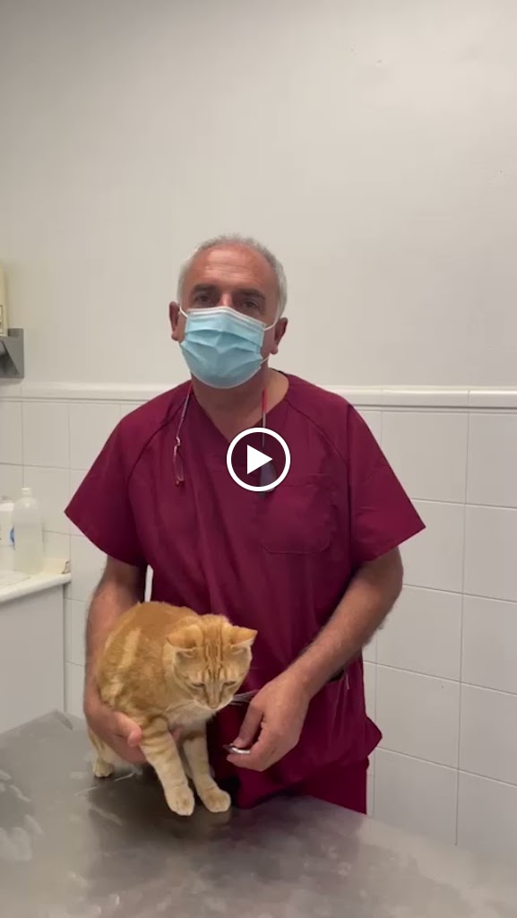 Clinica veterinaria Jose Angosto — Del propietario