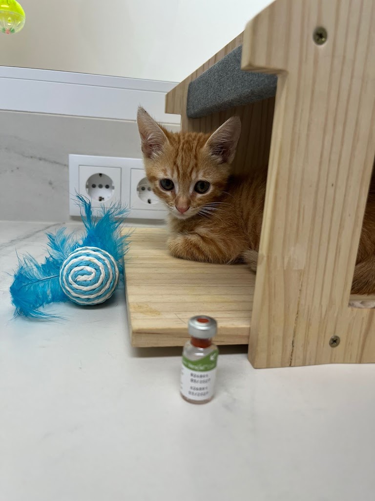 Clinica Veterinaria Sant Marc — Del propietario