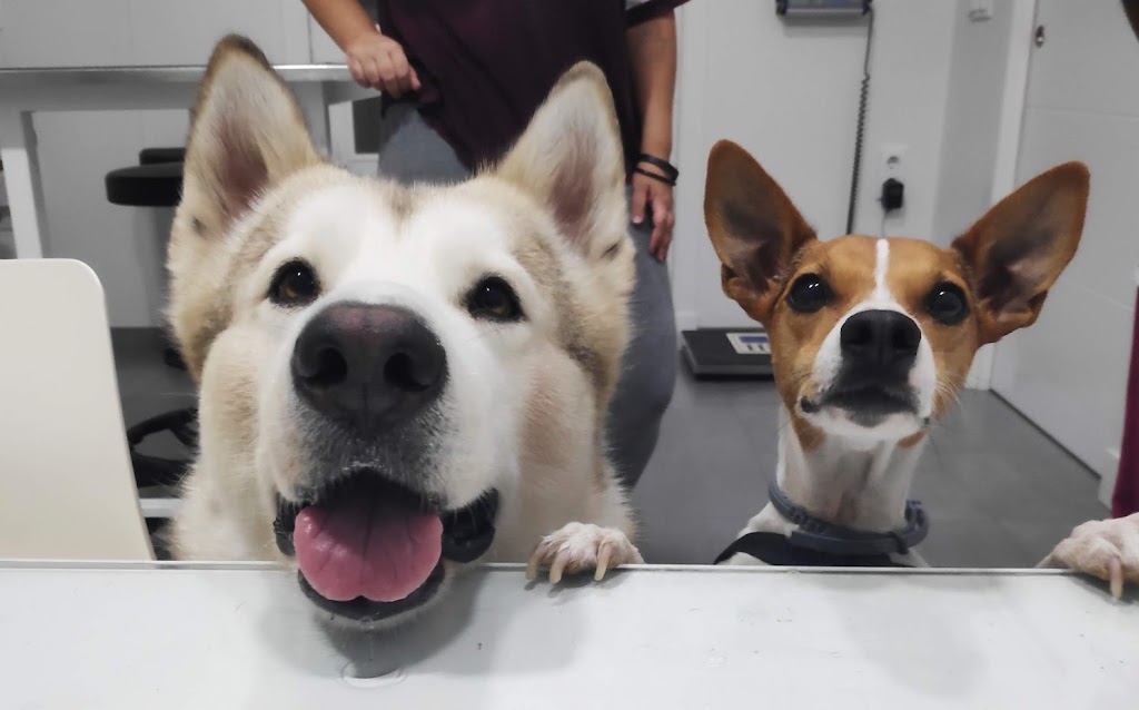 clinica veterinaria cannis24 — Perro