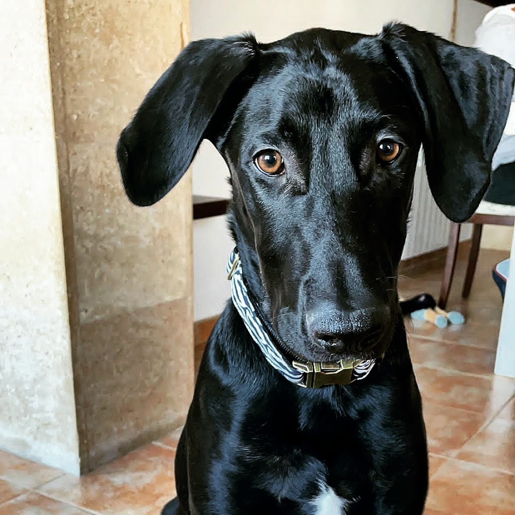 Veterinaritx Clinica veterinaria — Perro