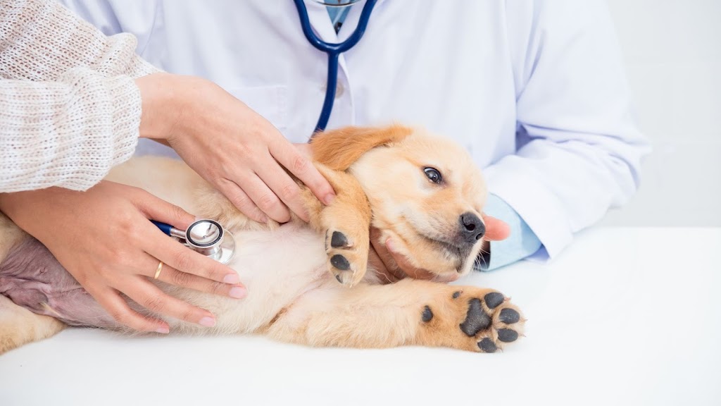 Centro Medico Veterinario Los Alamos