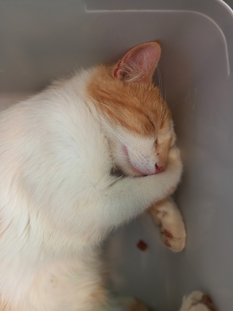 Integravet Centro Veterinario — Gato