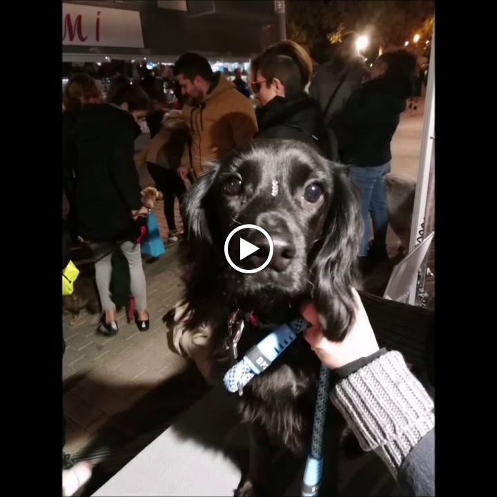 AMICS VETERINARI — Del propietario