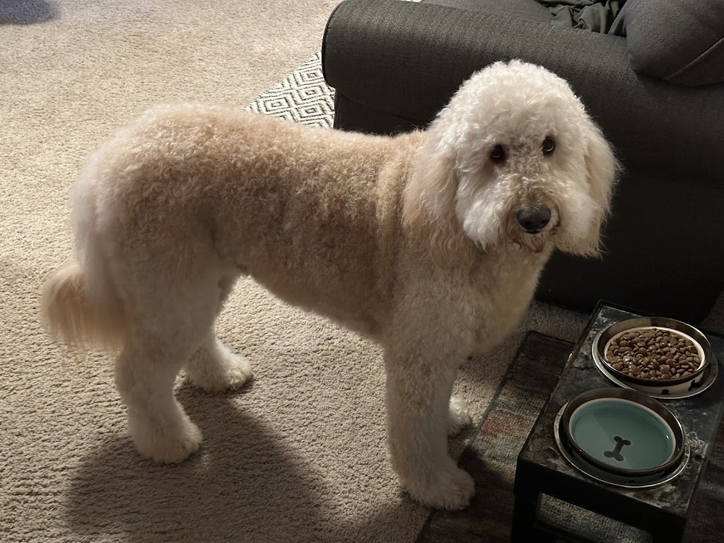 Pawpular Dog Grooming in West Jordan