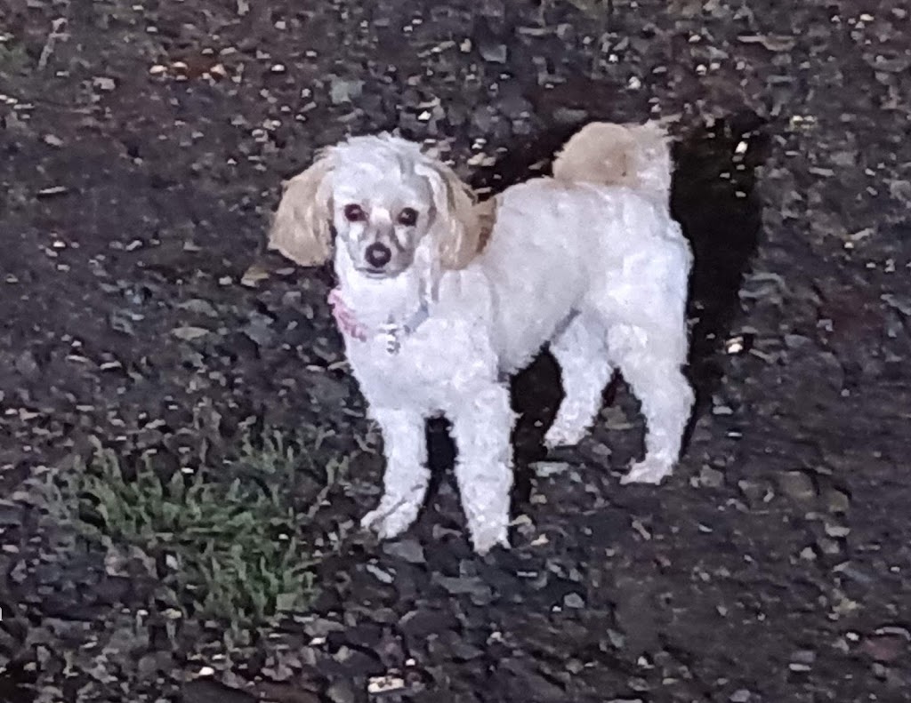 Perro
