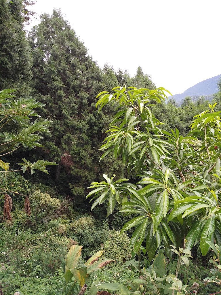 甸畿咖啡莊園 的照片