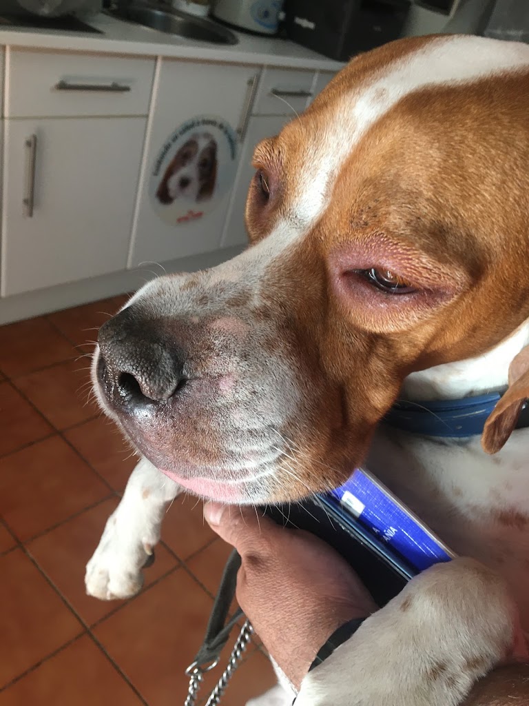 CLINICA VETERINARIA LA RONDA — Perro