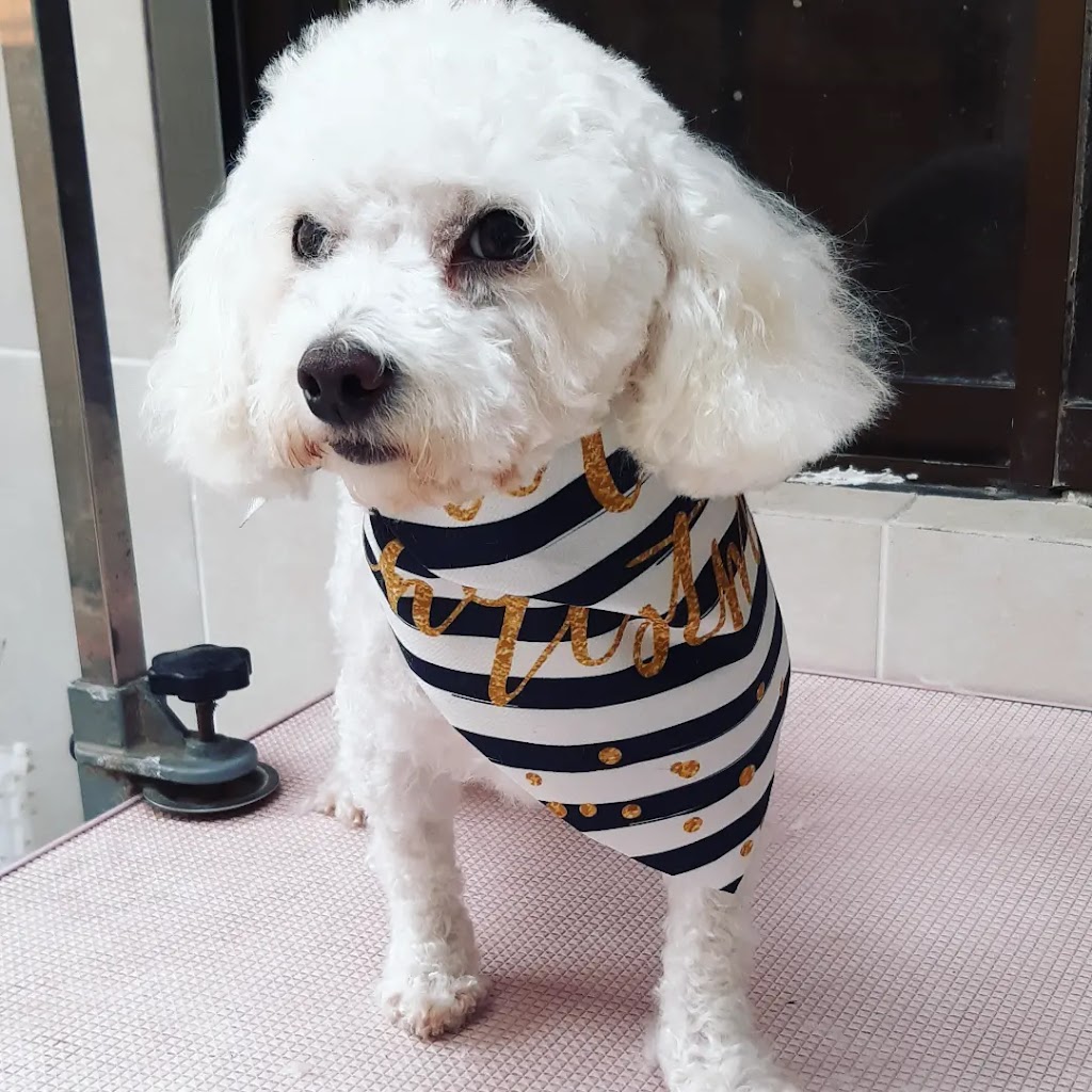 Perro