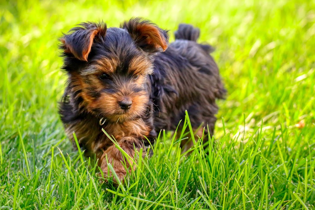 Dog