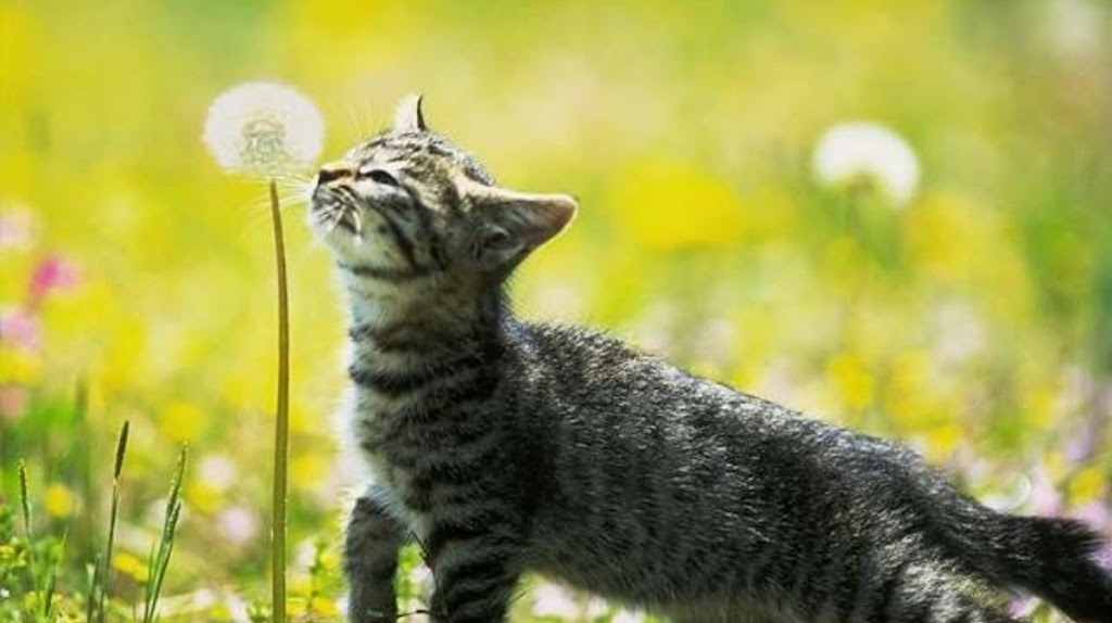 Clinica Veterinaria Rosvet