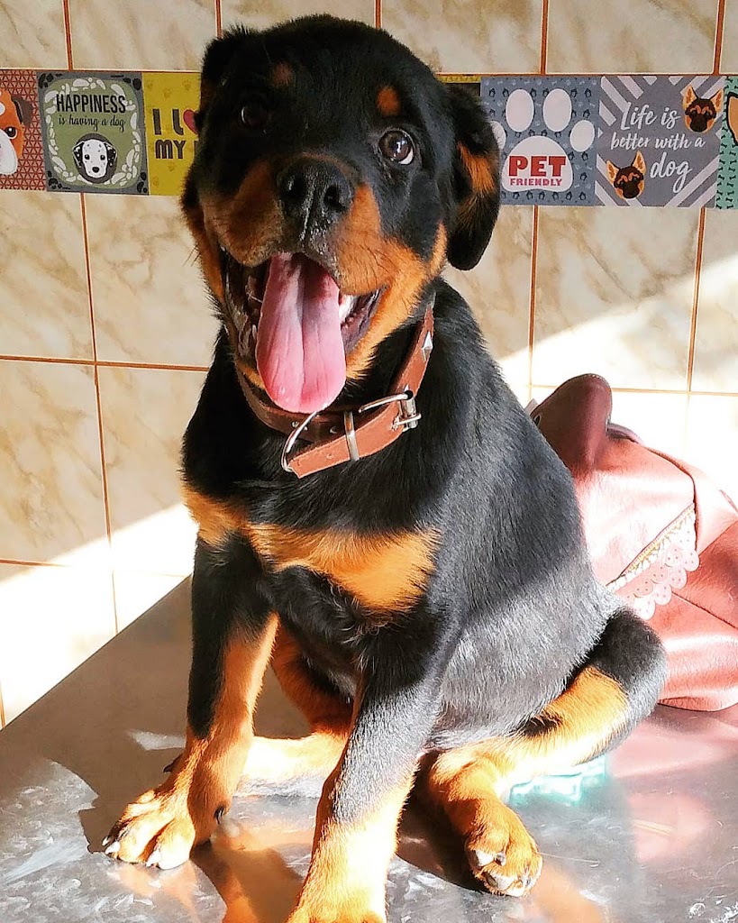 Perro