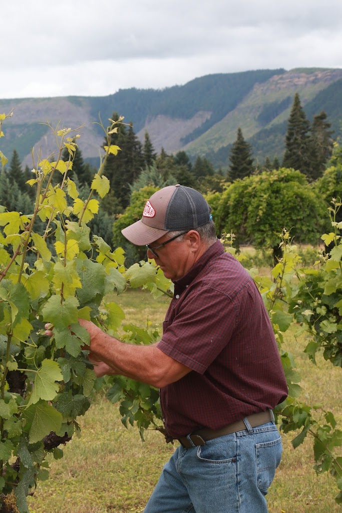 Vineyard