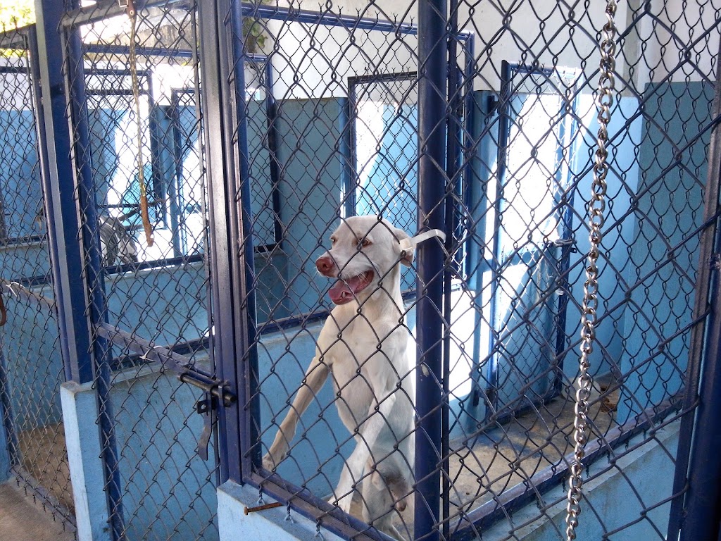 CLINICA VETERINARIA "MUNDO ANIMAL" — Del propietario