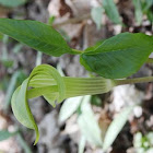 Jack-in-the-pulpit