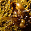 Brown alga