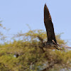 (Juvenile) Black-crowned Night Heron