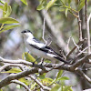 White-winged Triller