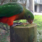 Green parrot