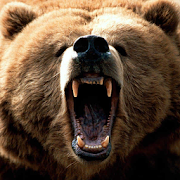 Cute Bears  Icon