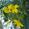 Jasminum nudiflorum. Jazmín amarillo, Jazmín de invierno, Jazmin de San José