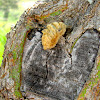 Flannel Moth (larval)
