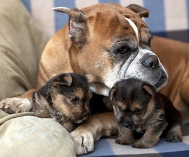 Download Kids puzzle – Fun Dog APK for Android