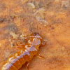 Fire-colored Beetle(larvae)