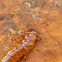 Fire-colored Beetle(larvae)