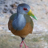 gray necked woodrail