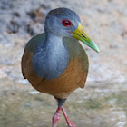 gray necked woodrail